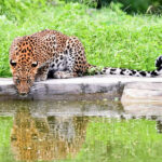 Leopard Quest at Jhalana Leopard Reseve
