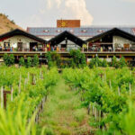 Tour along Sula Vineyards