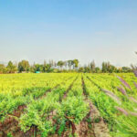 Tour along Sula Vineyards (4)