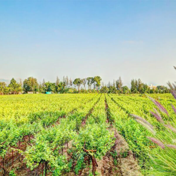 Tour along Sula Vineyards