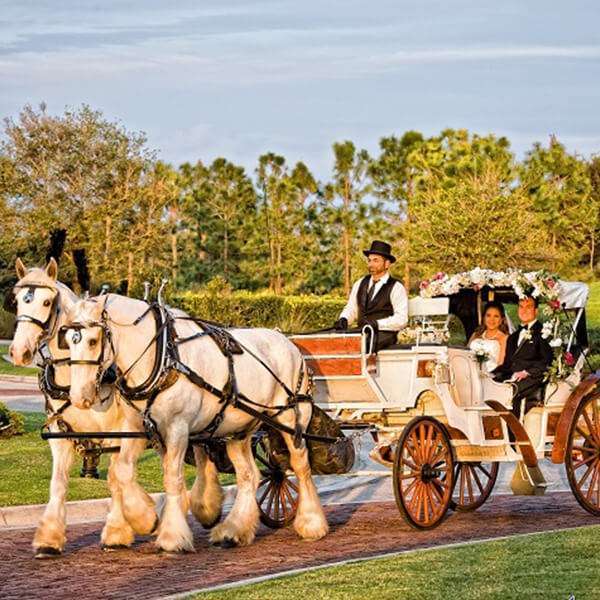 Chariot Ride Surprise