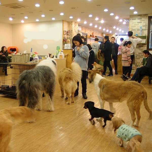 Playtime with Puppies