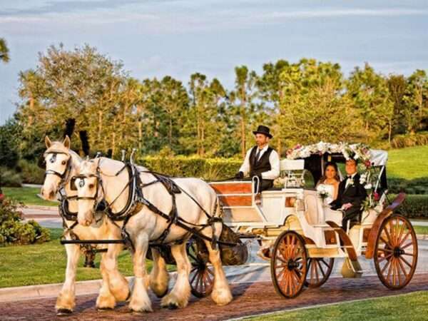 Chariot Ride Surprise